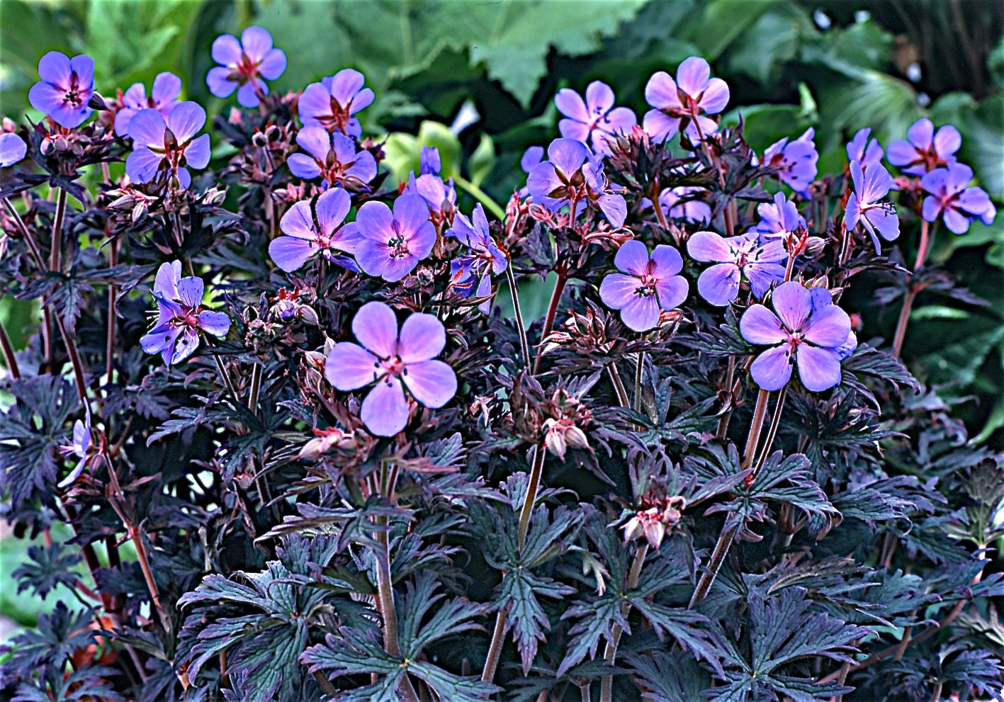 Geranium Black Beauty — ThinkPlants