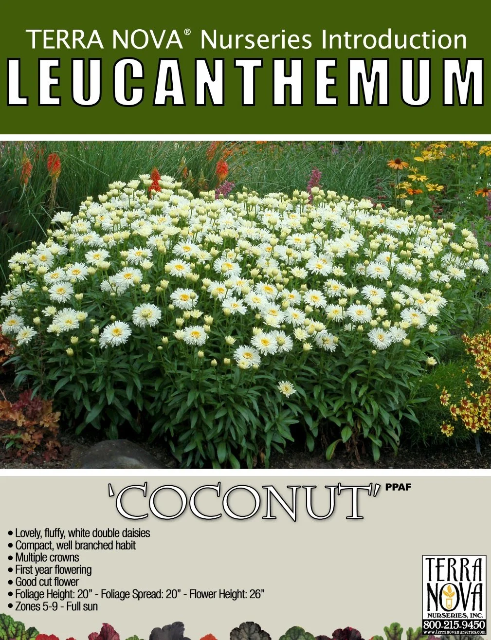 Leucanthemum Coconut