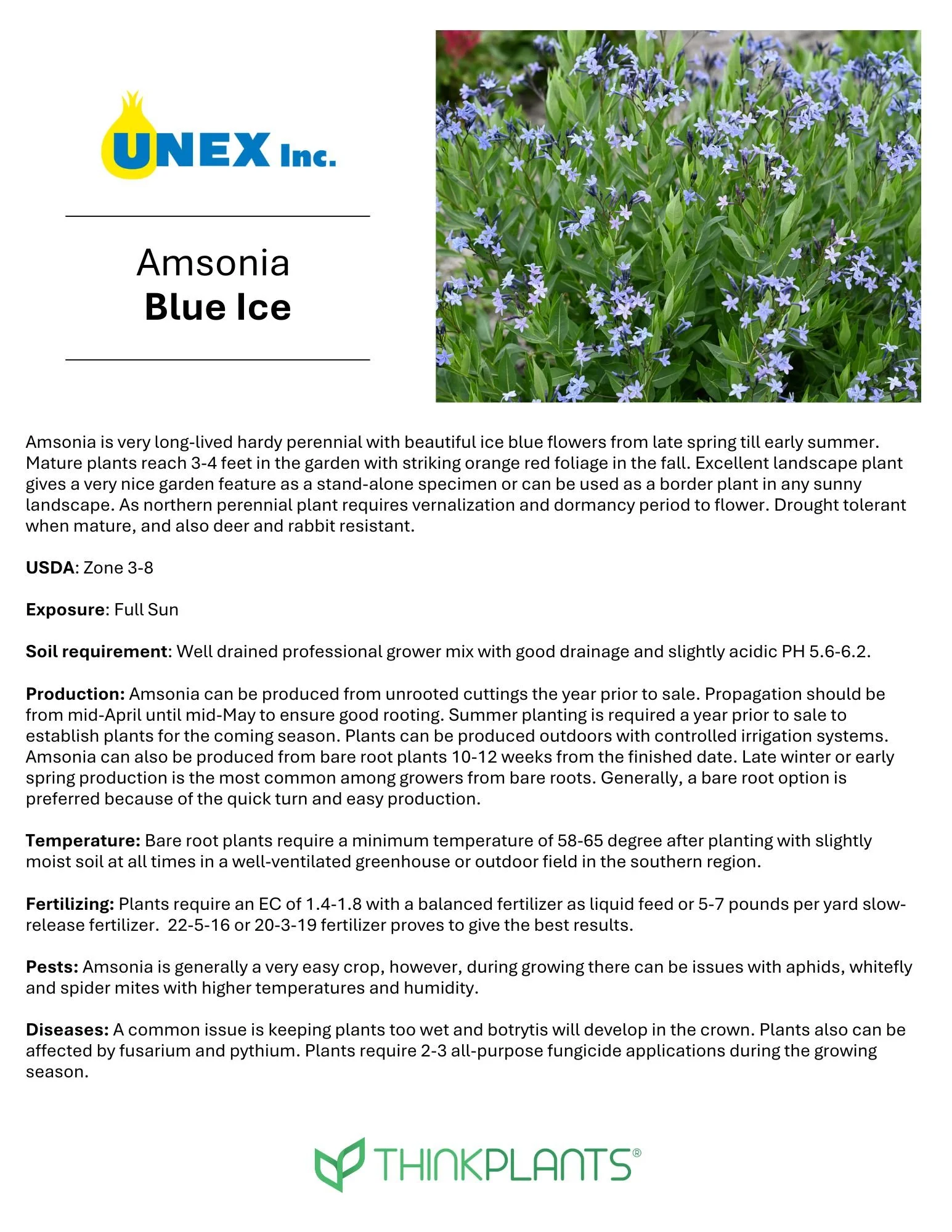 Amsonia Blue Ice