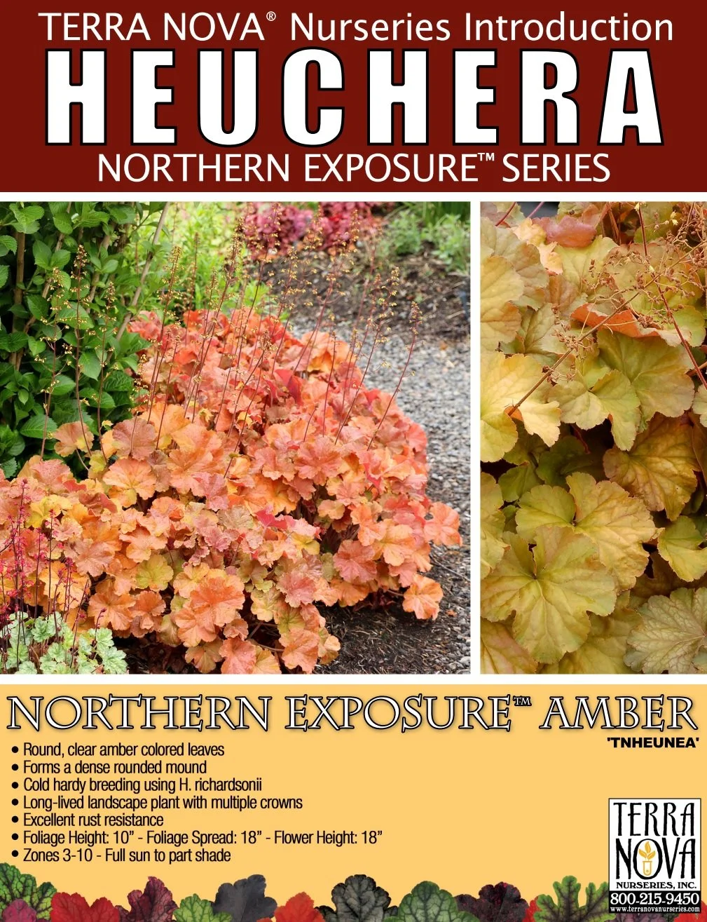 Heuchera Northern Exposure™ Amber