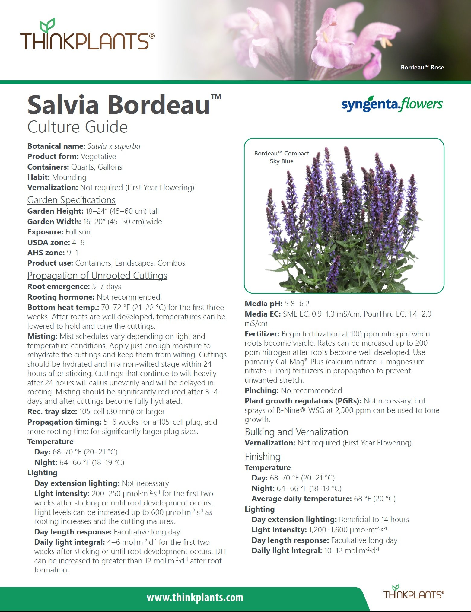 Salvia Bordeau™