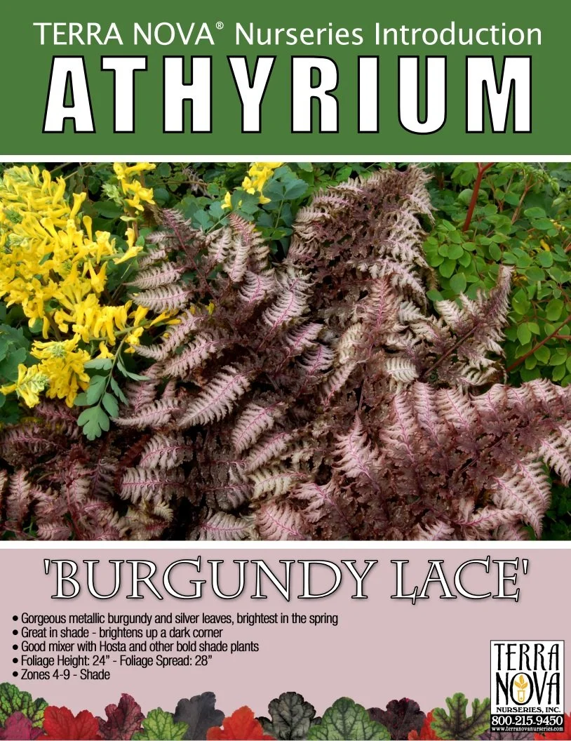 Athyrium Burgundy Lace