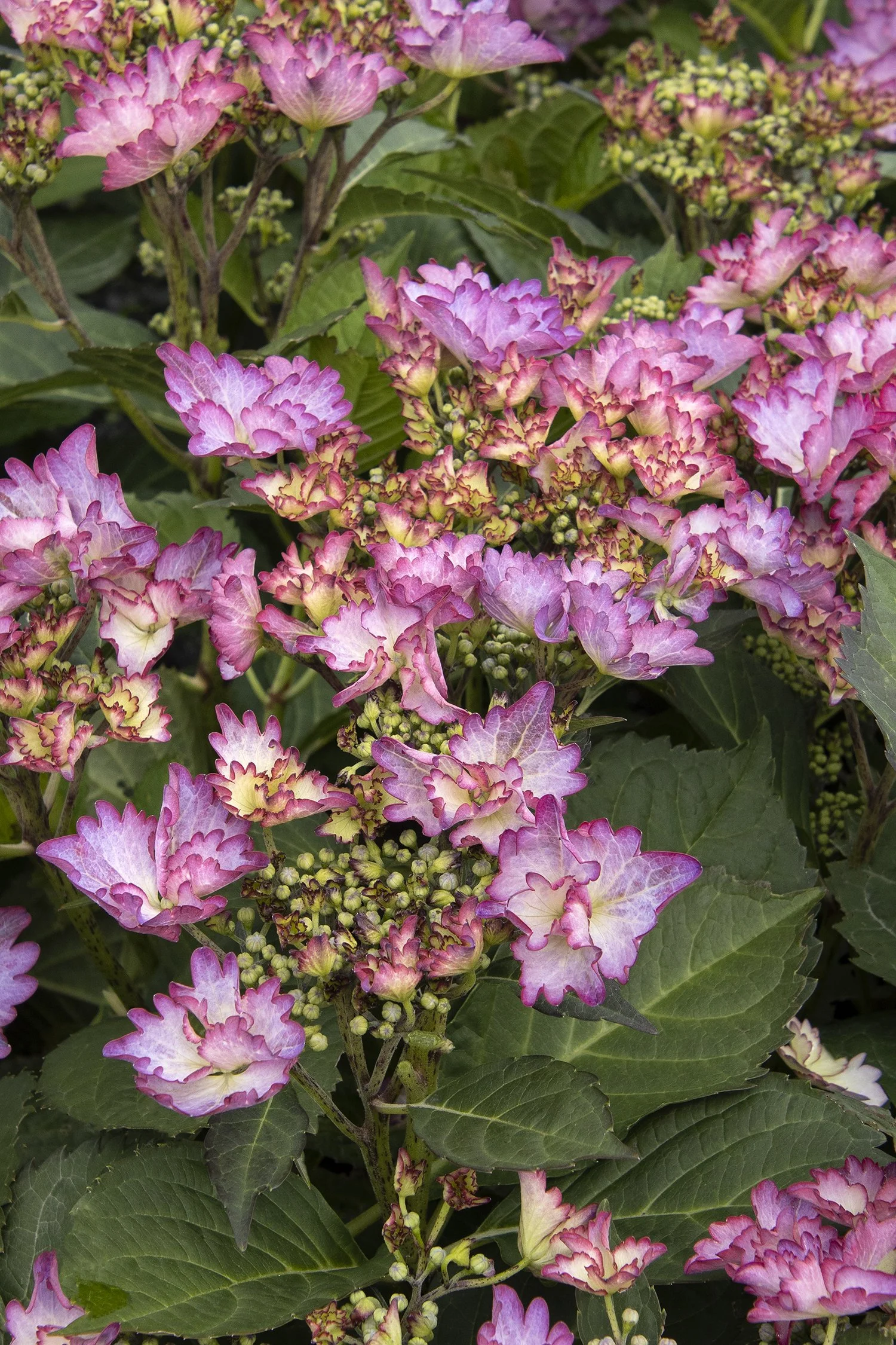 Hydrangea macrophylla Seaside Serenade® Crystal Cove