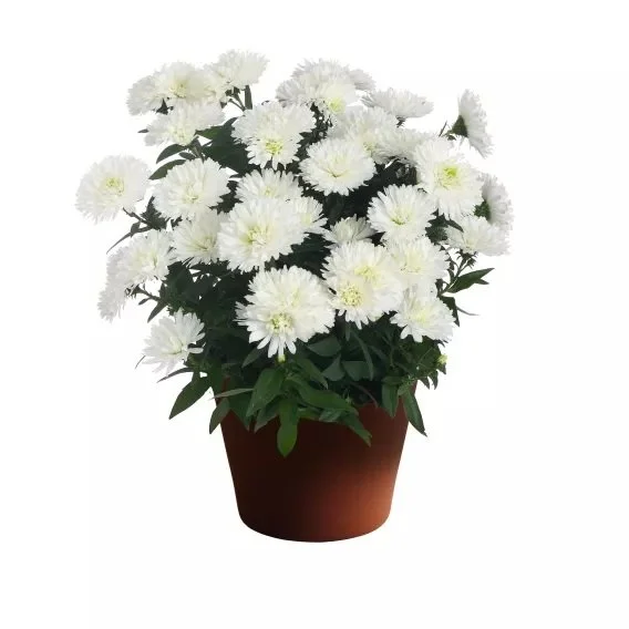 Aster Showmakers Arctic White pot.jpg