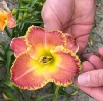 Hemerocallis Blushing Ruffles
