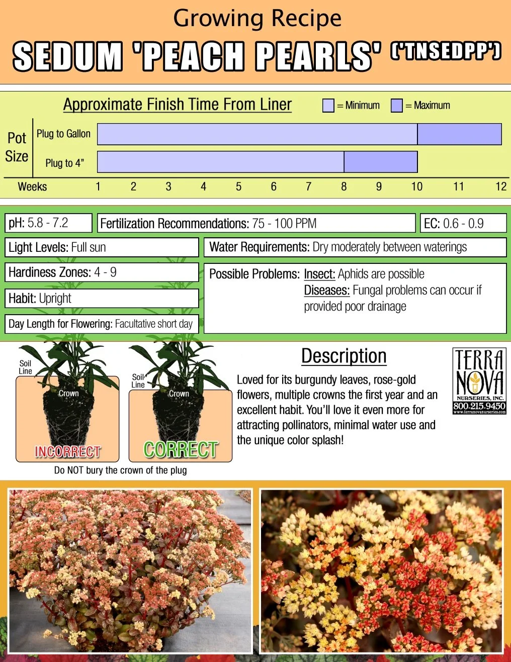 Sedum Peach Pearls