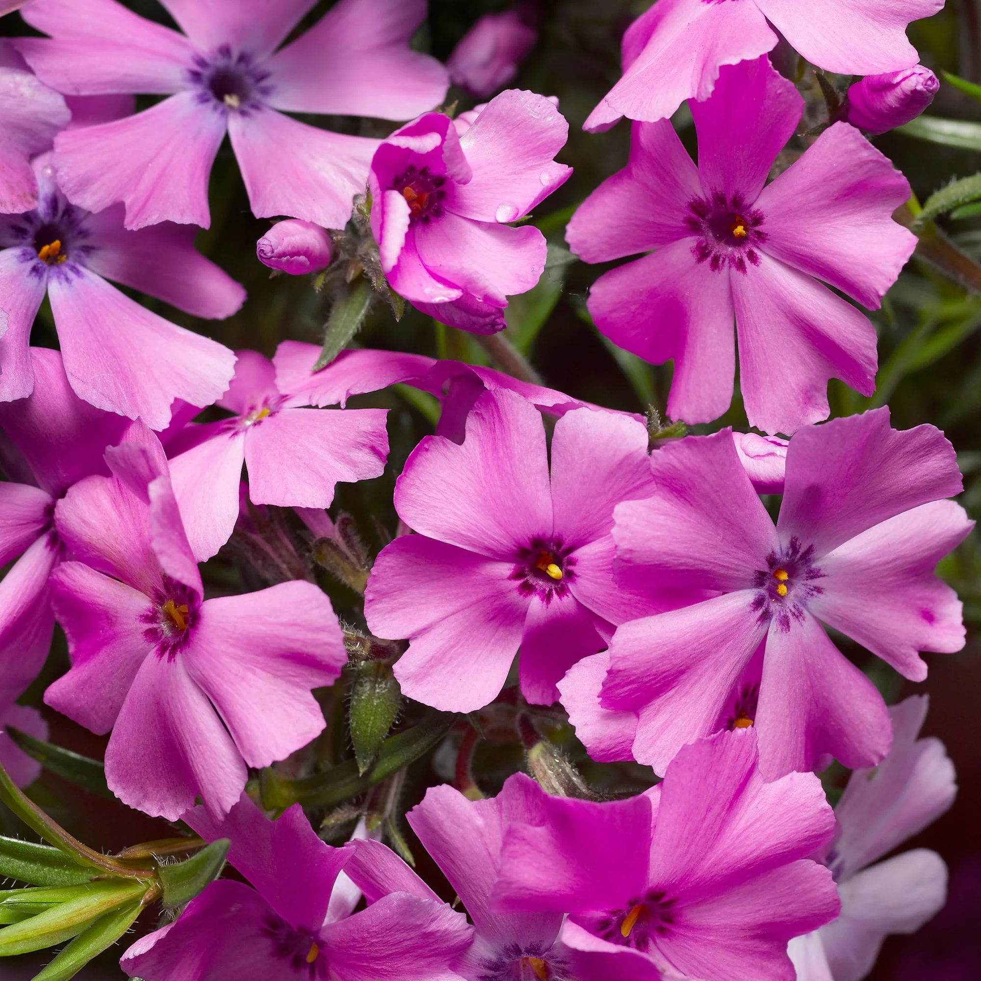 GoldiPhlox™ Series