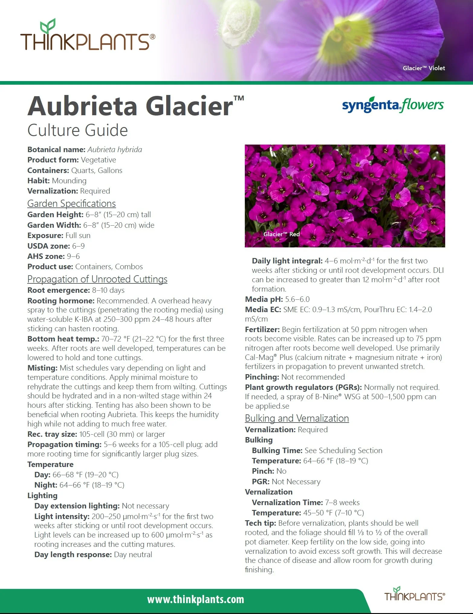 Aubrieta Glacier™