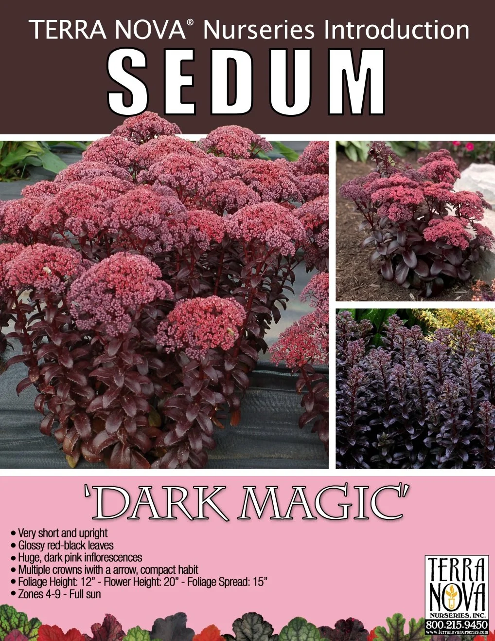 Sedum Dark Magic