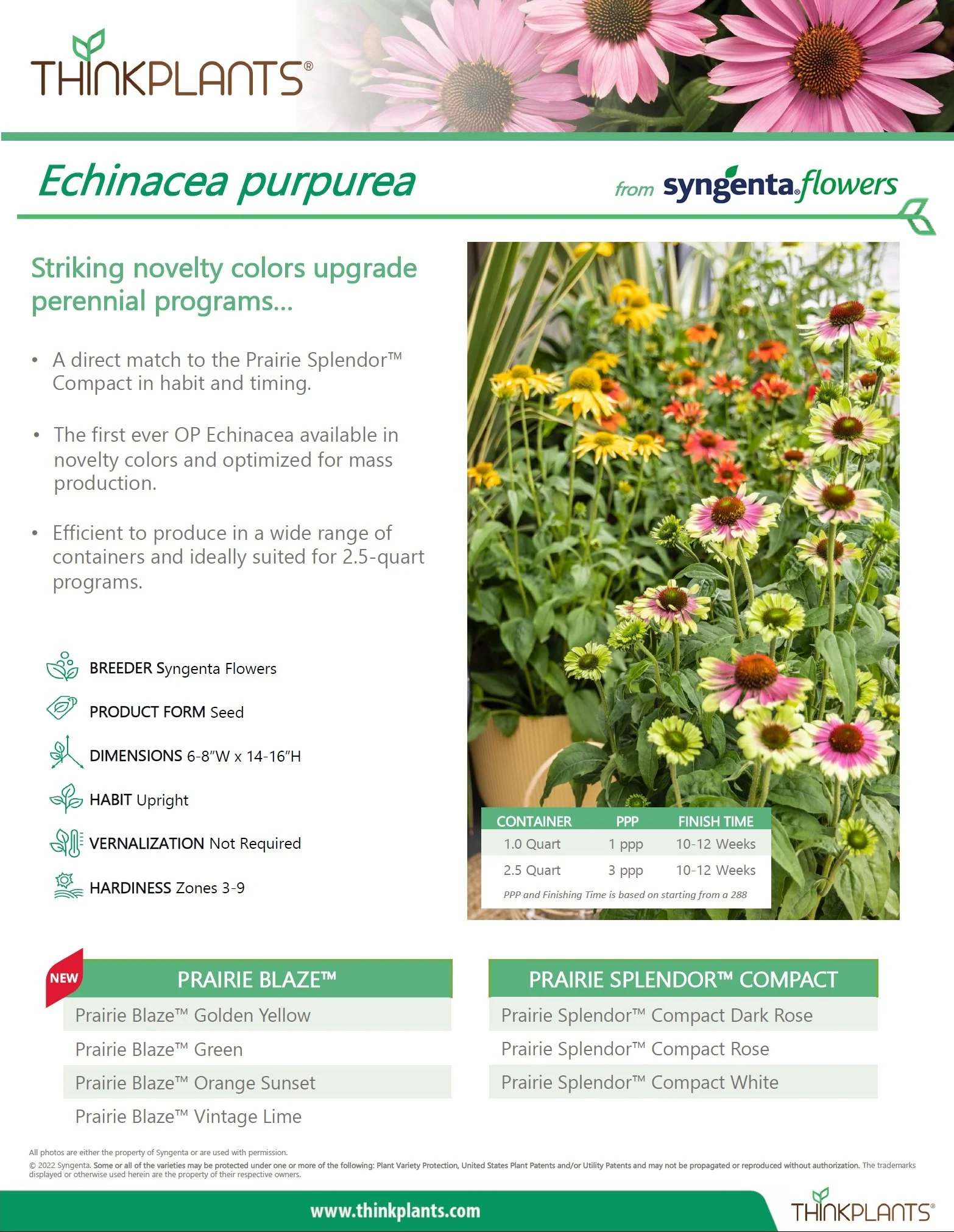 Echinacea Prairie Blaze™