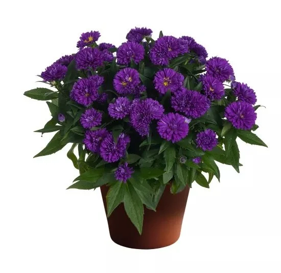 Aster Showmakers® Indigo Ice