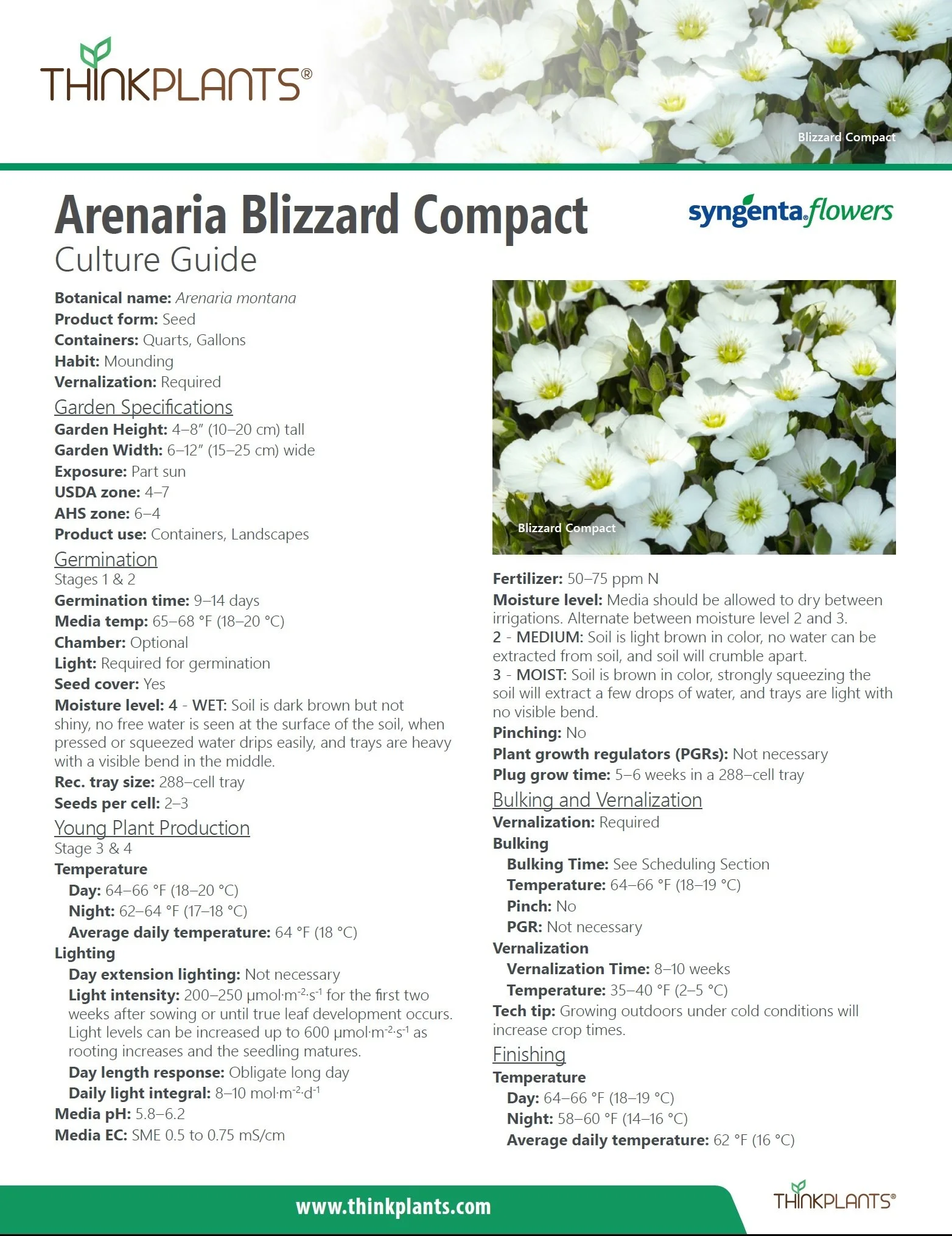 Arenaria Blizzard Compact