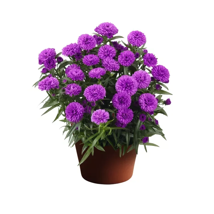 Aster Showmakers® Pretty Pink