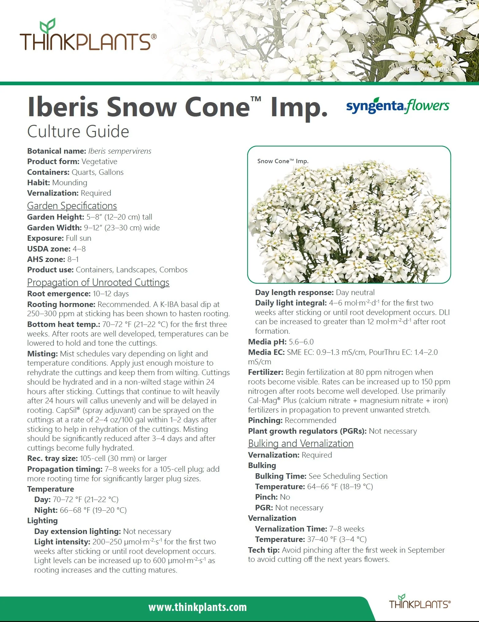 Iberis Snow Cone™ Imp