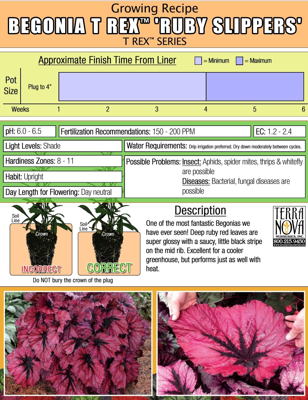 Begonia T Rex™ Ruby Slippers