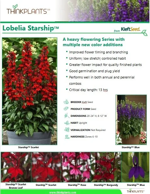 Lobelia Starship™