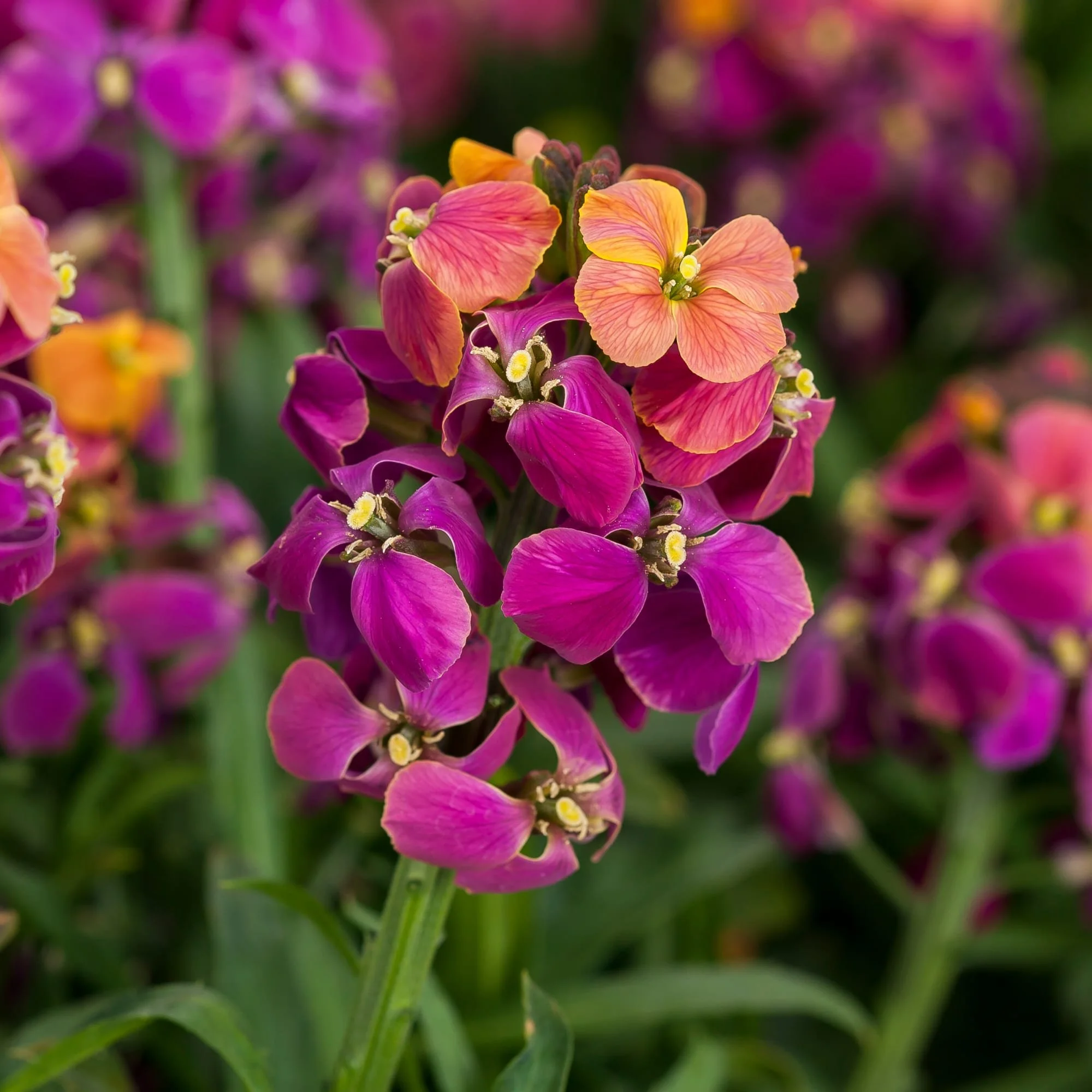 70074132-flower.jpg