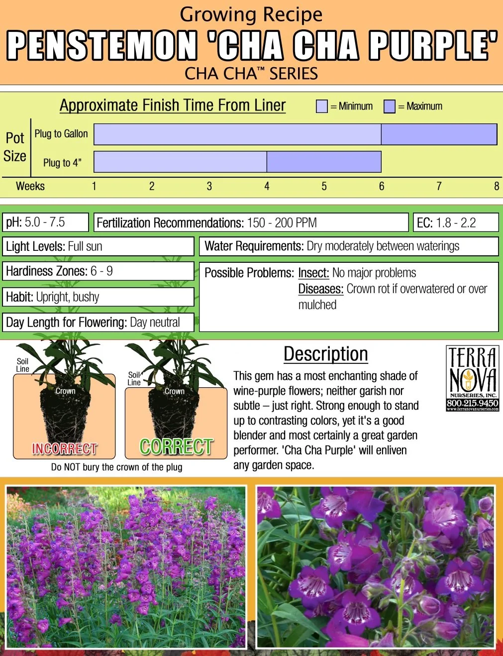Penstemon Cha Cha Purple