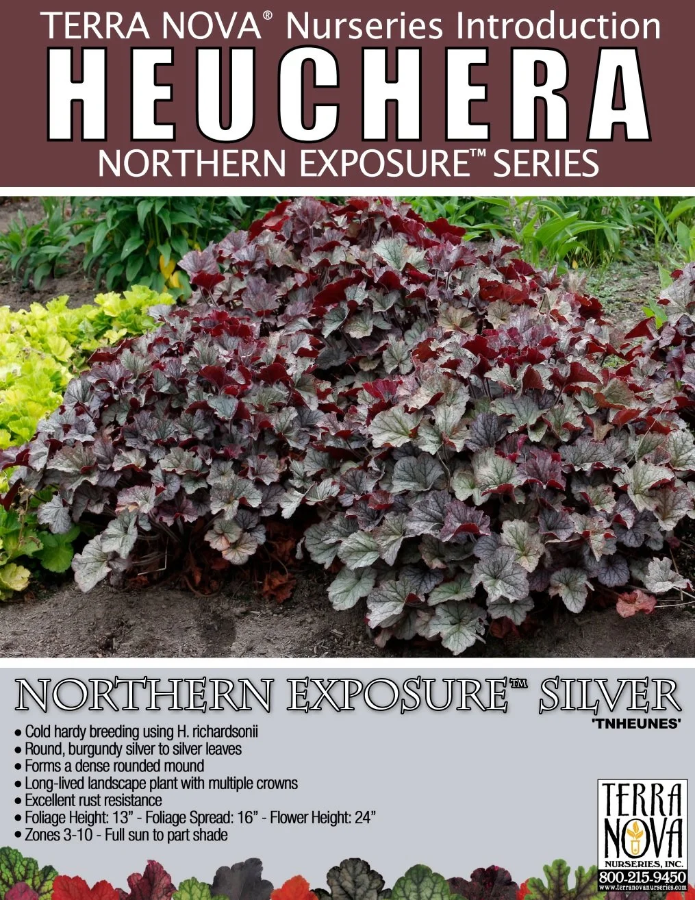 Heuchera Northern Exposure™ Silver