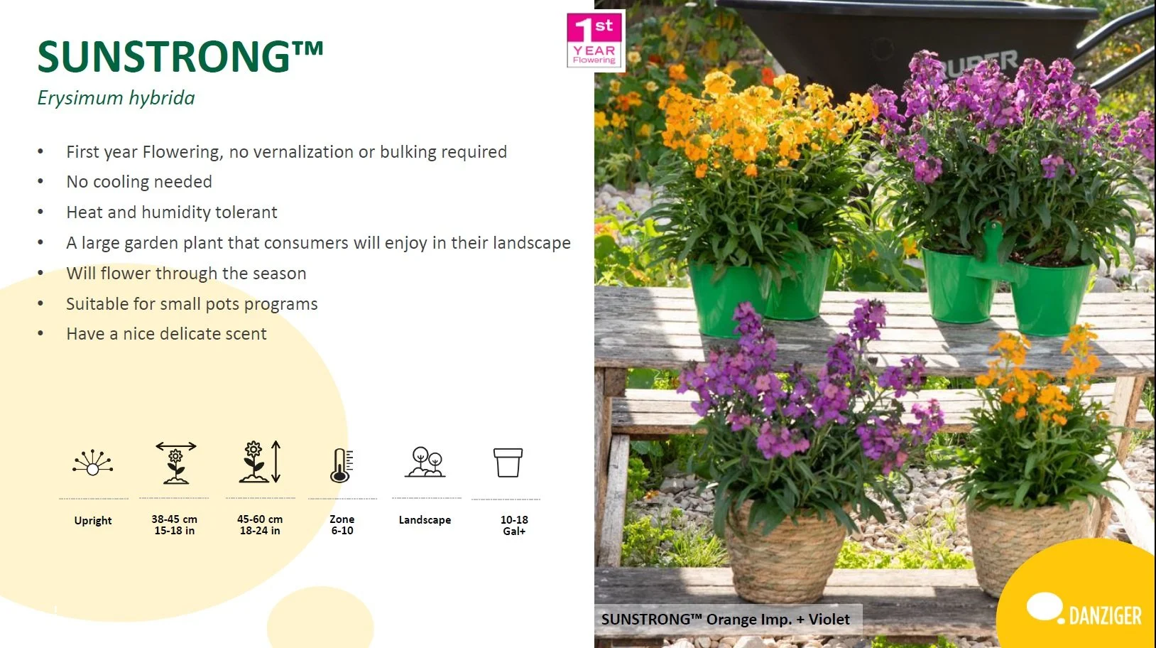 Erysimum Sunstrong™