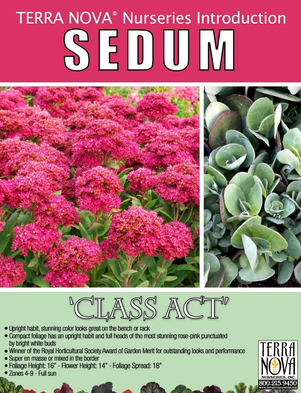 Sedum Class Act