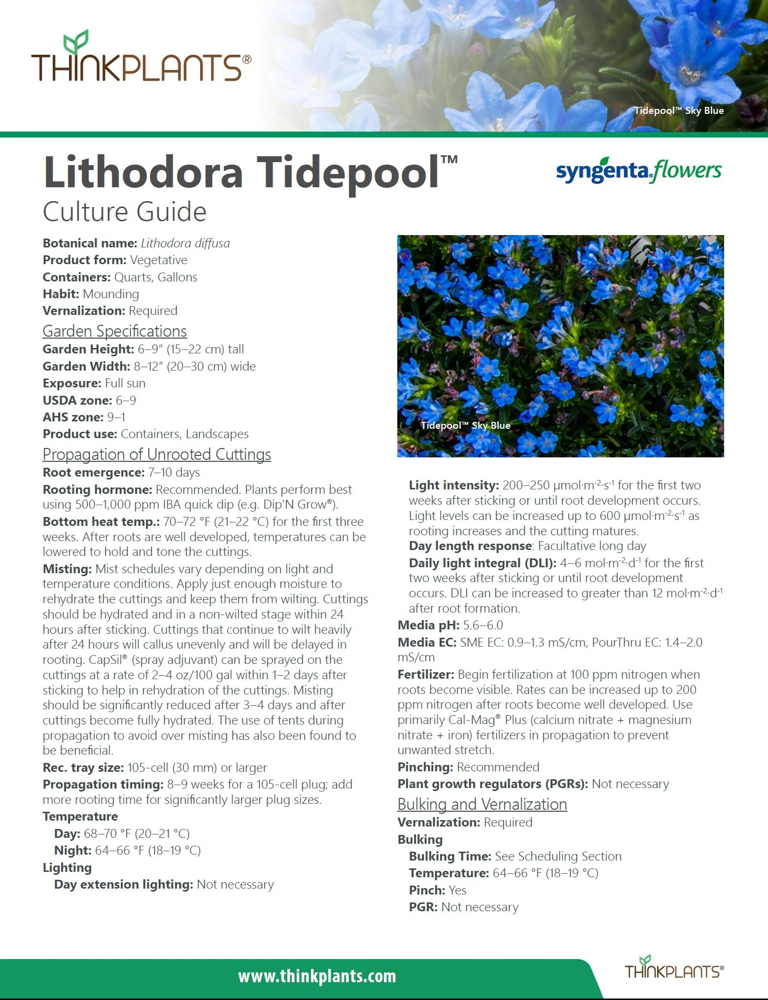 Lithodora Tidepool™