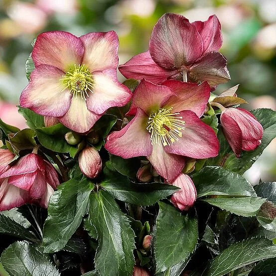 Helleborus HGC Ice N Roses Rosali.jpg