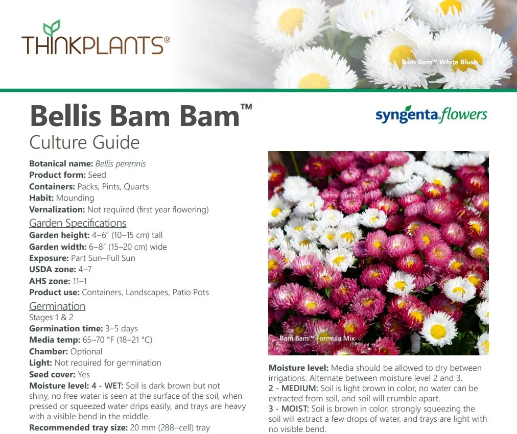 Bellis Bam Bam
