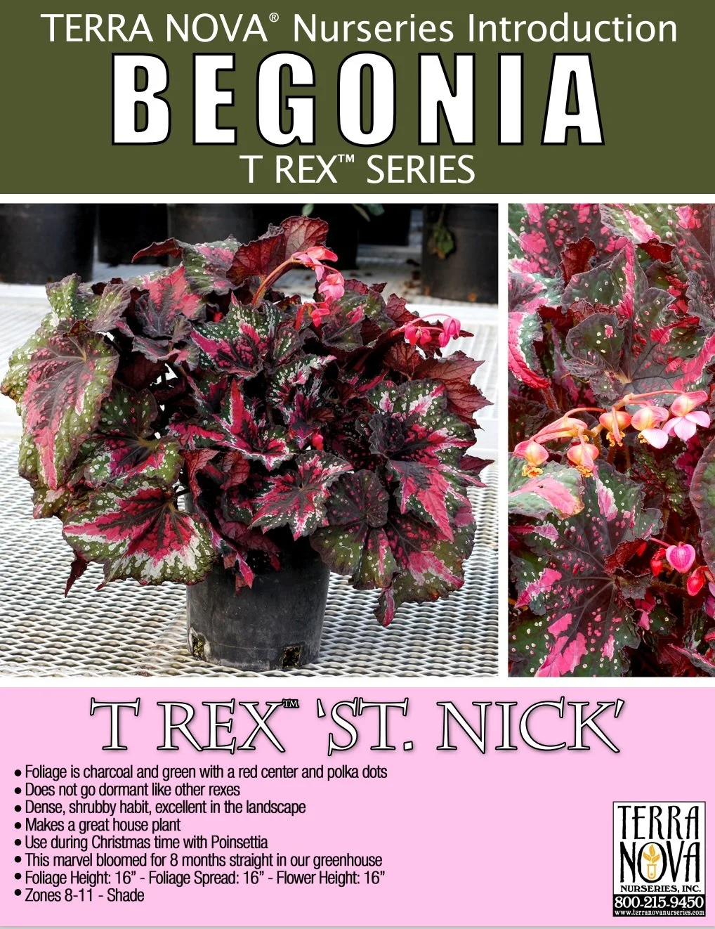 Begonia T Rex™ St. Nick
