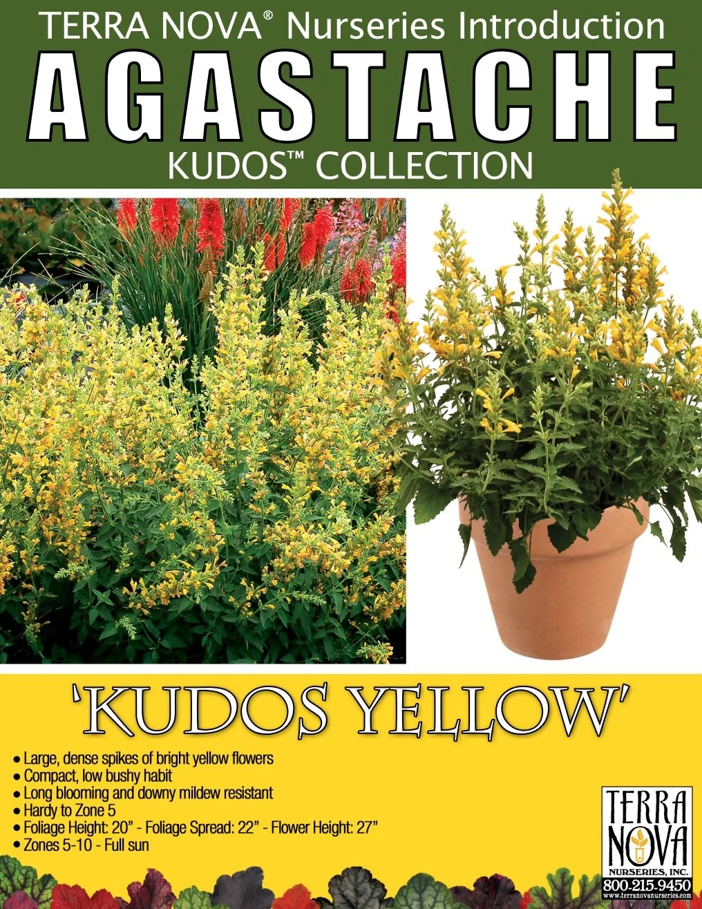 Agastache Kudos™ Yellow