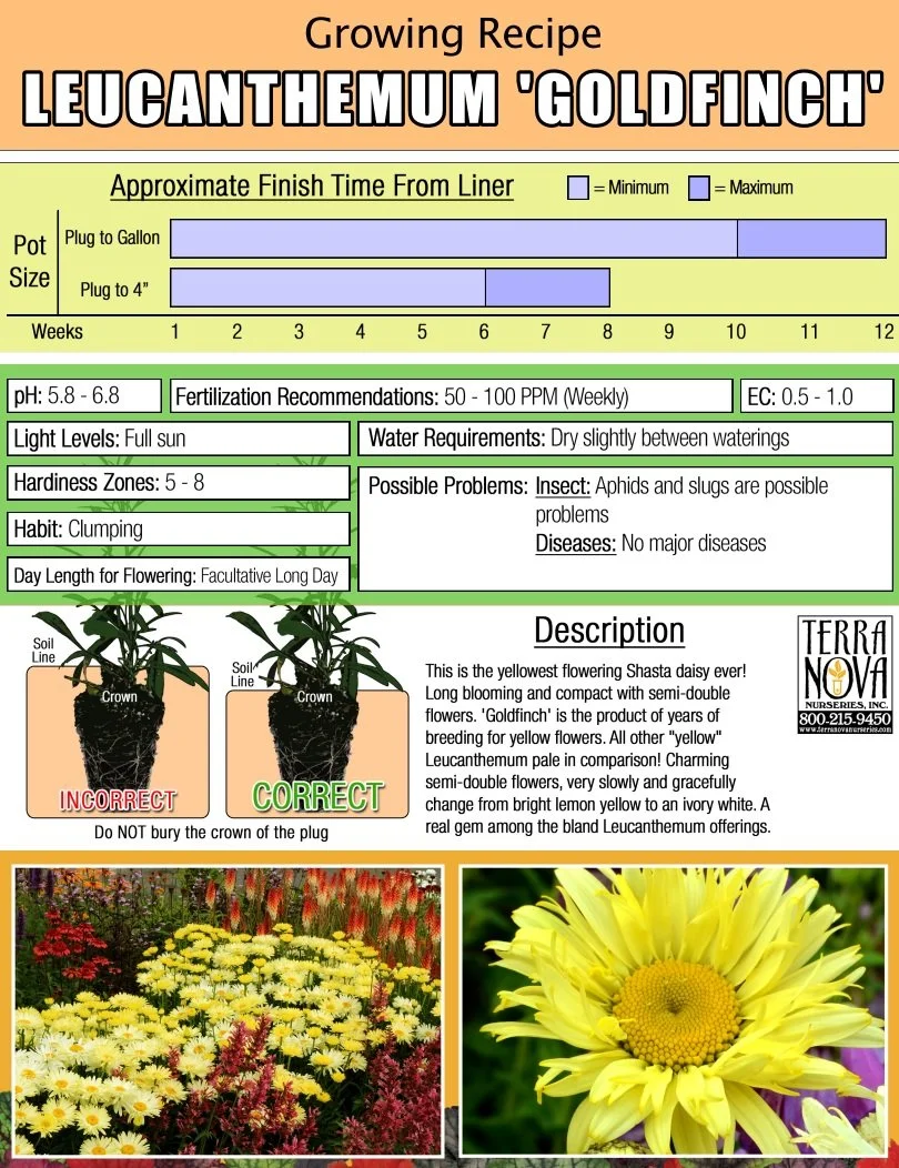 Leucanthemum Goldfinch