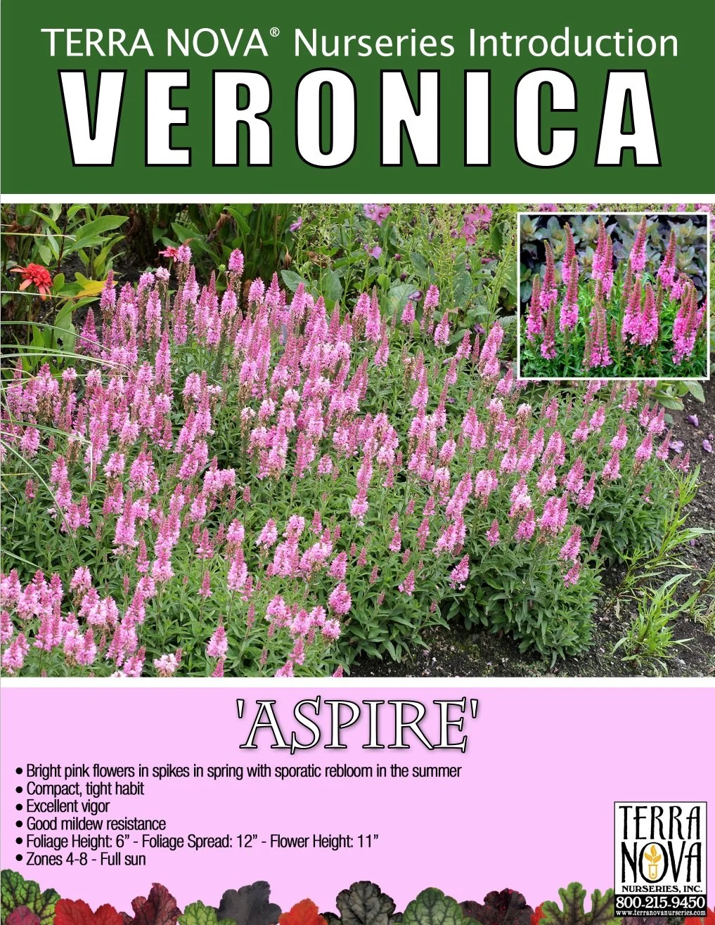 Veronica Aspire