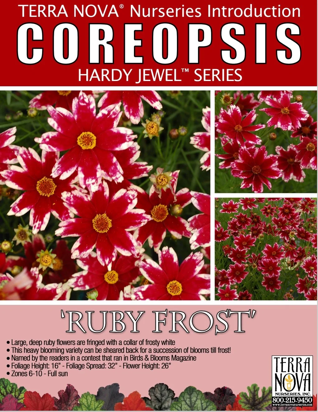 Coreopsis Ruby Frost