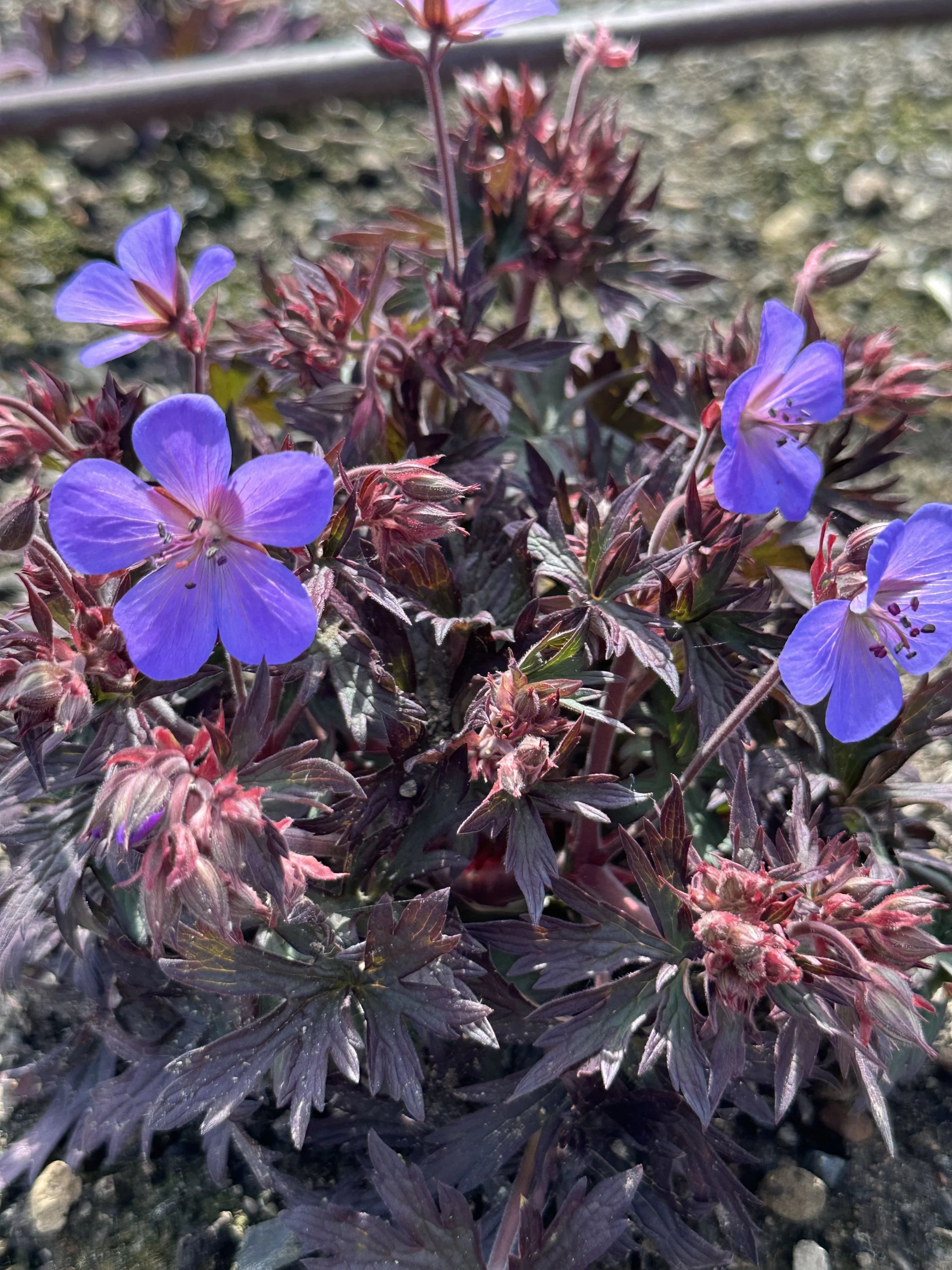 Geranium Black Beauty