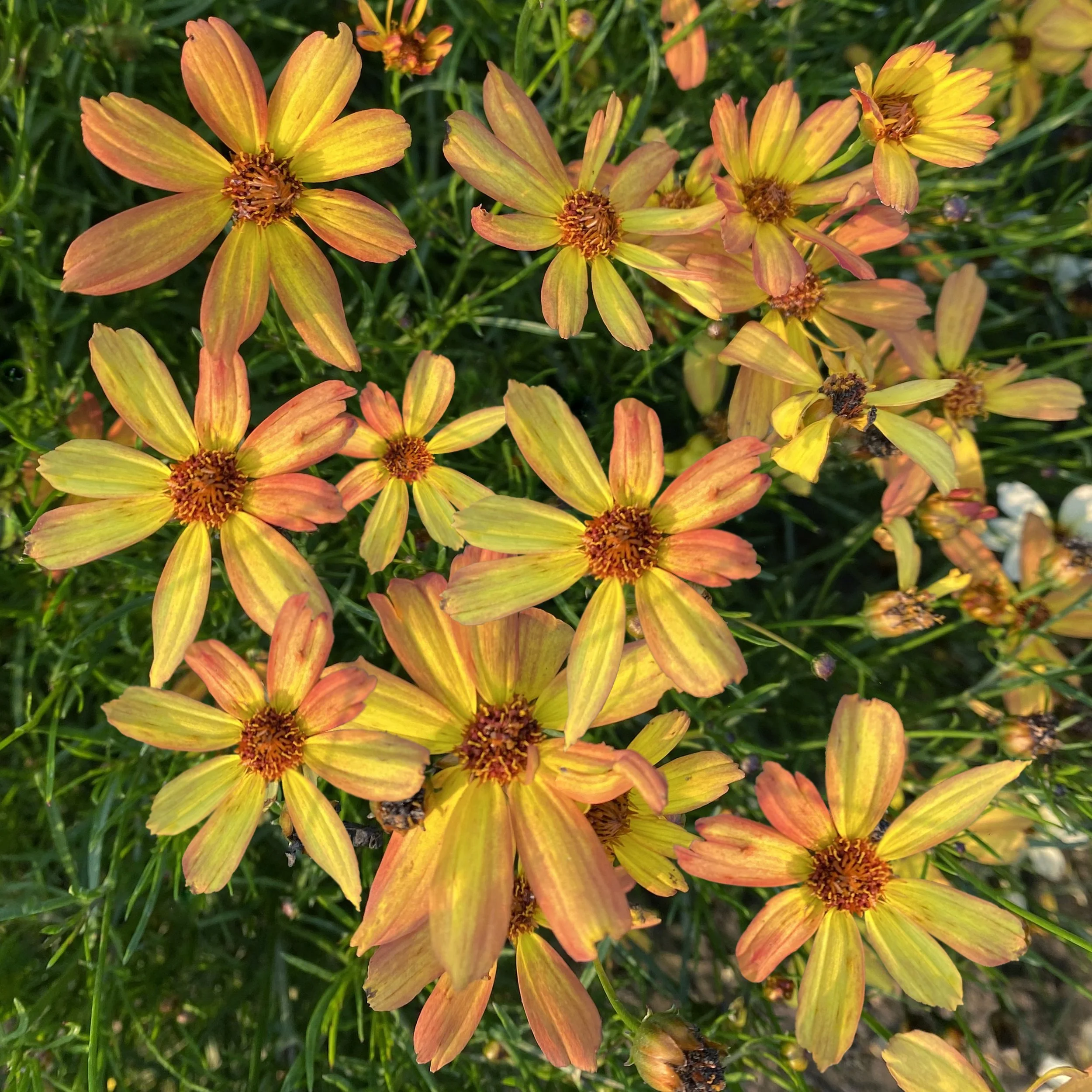 Coreopsis-Sunny-Days-Rays-2.jpg