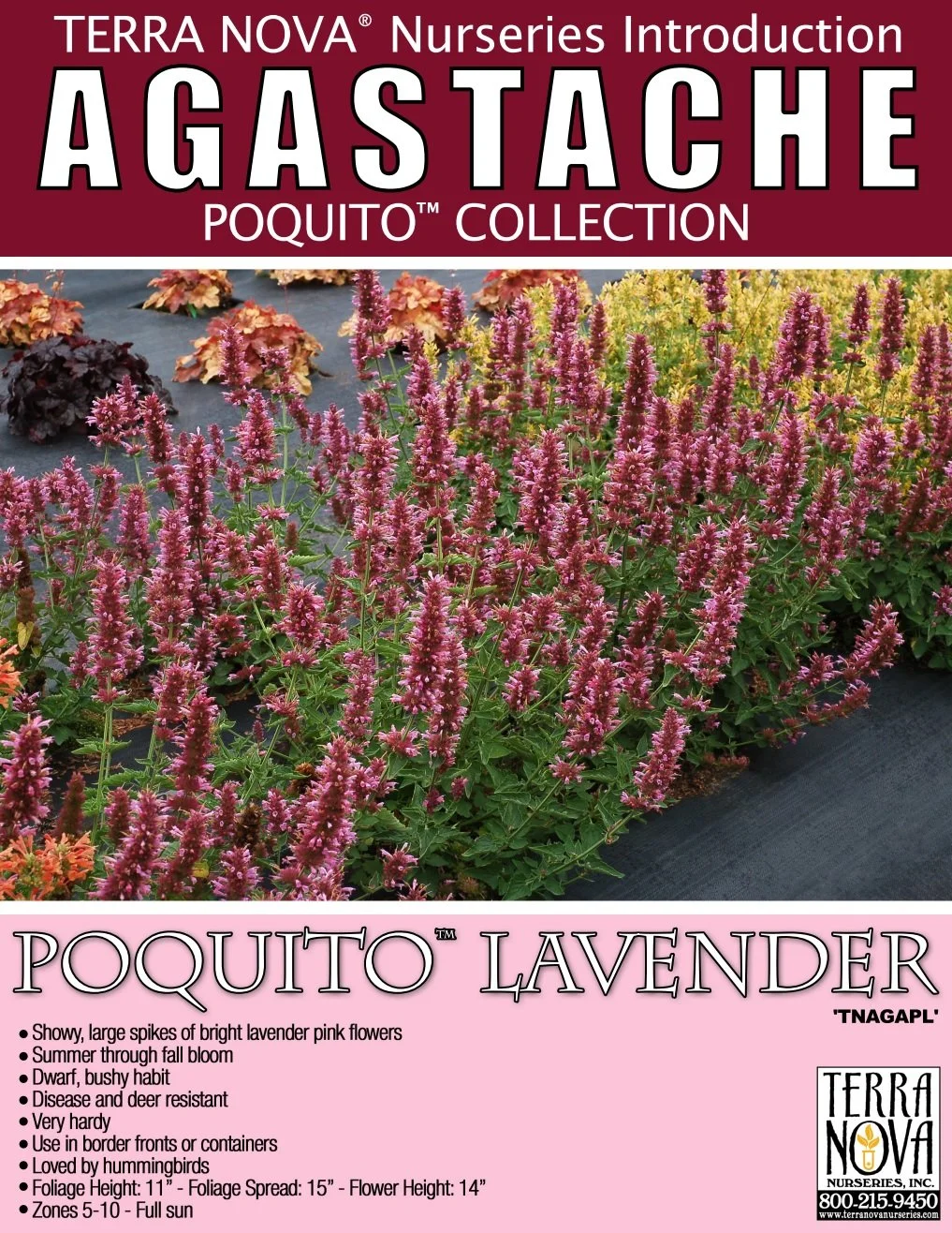 Agastache Poquito™ Lavender