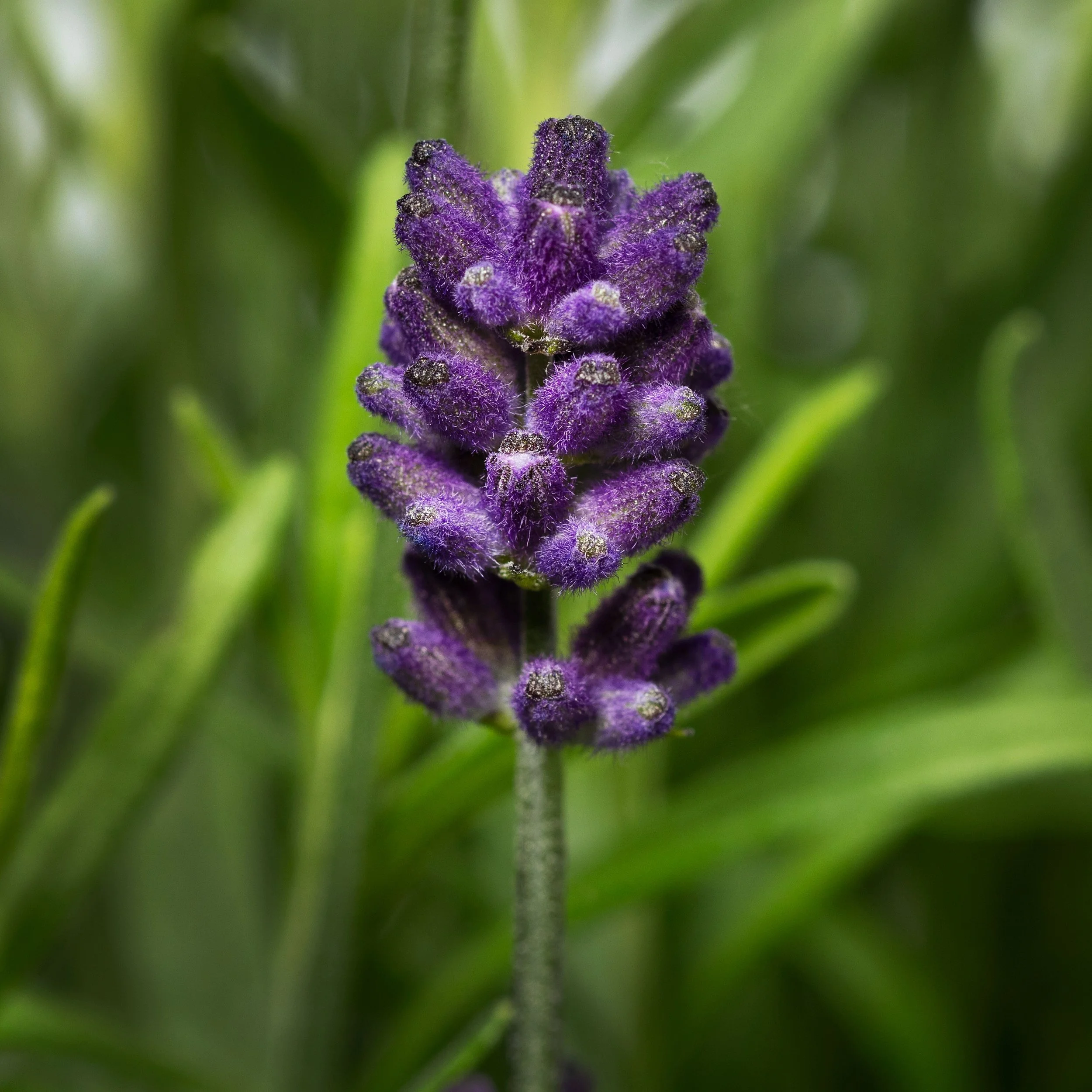 High Res jpg-Scent Blue Mini (70060558).jpg