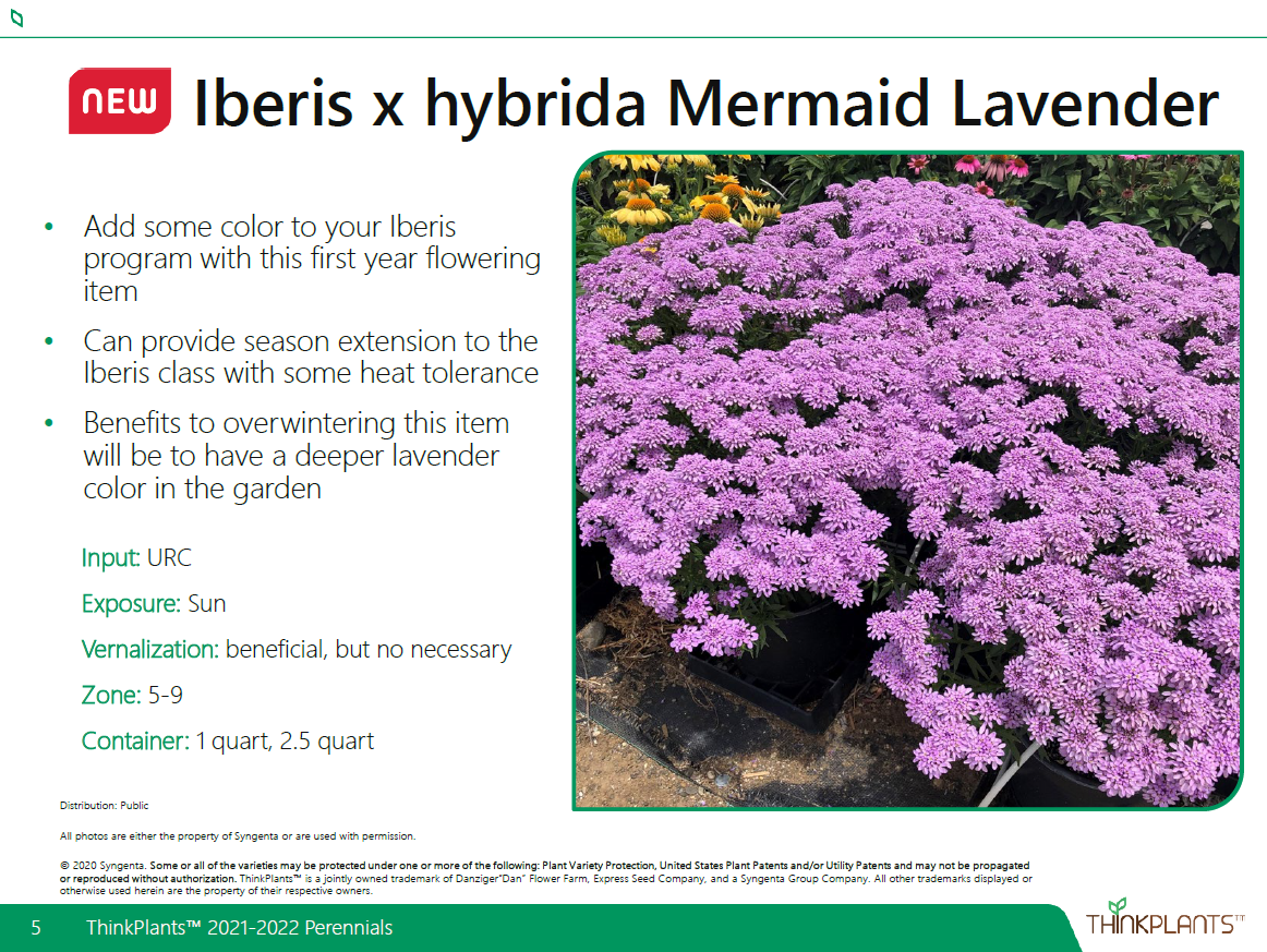 Iberis Mermaid Lavender