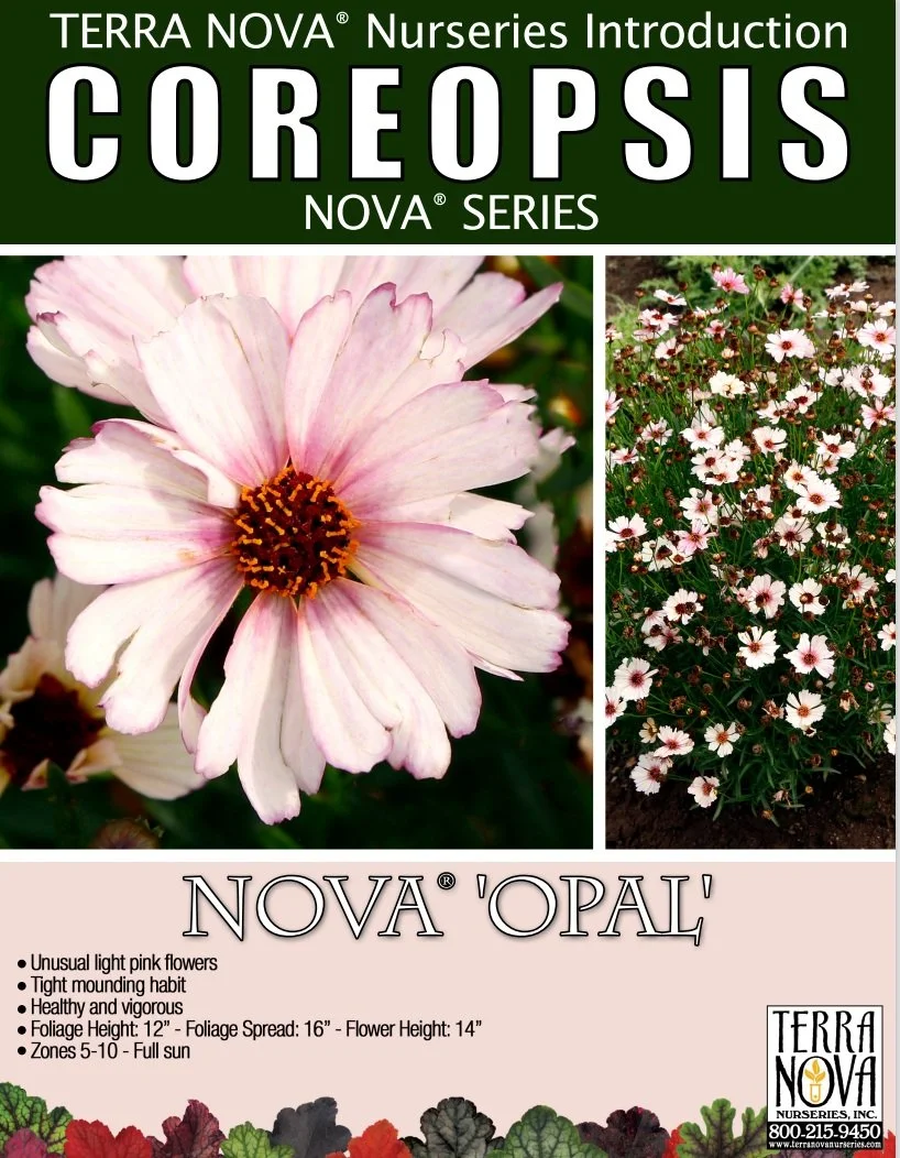 Coreopsis NOVA® Opal