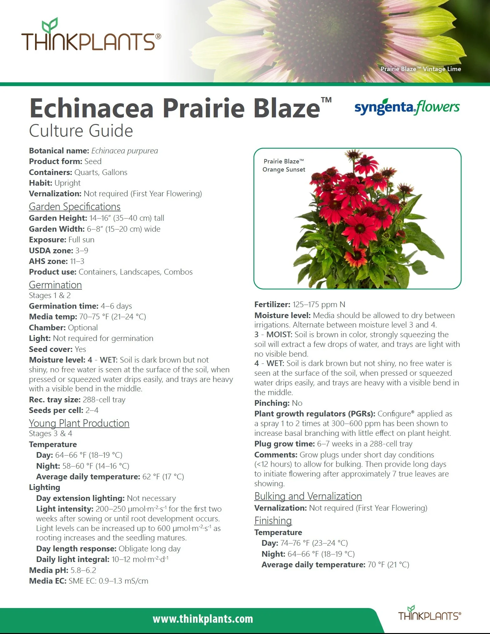 Echinacea Prairie Blaze™