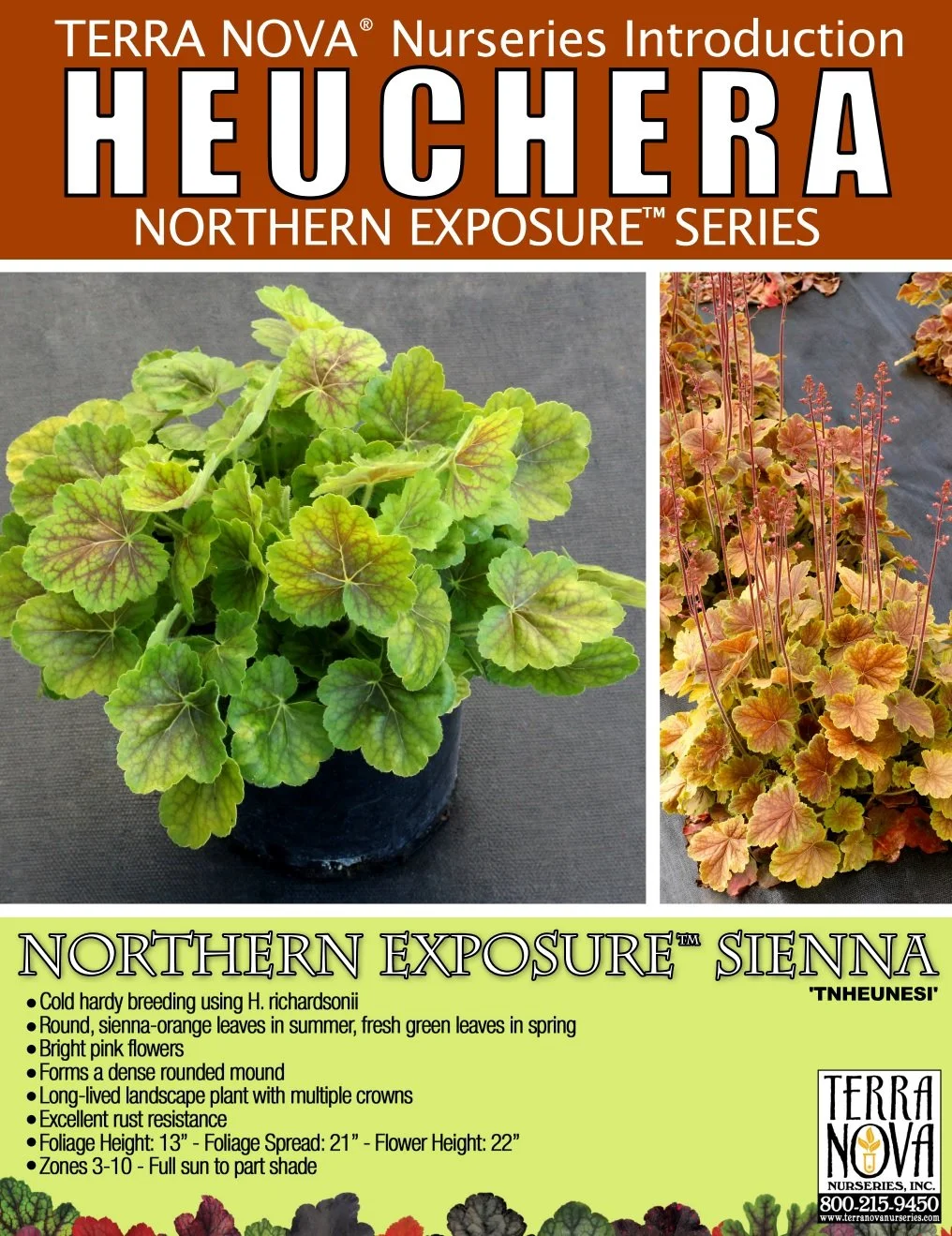 Heuchera Northern Exposure™ Sienna