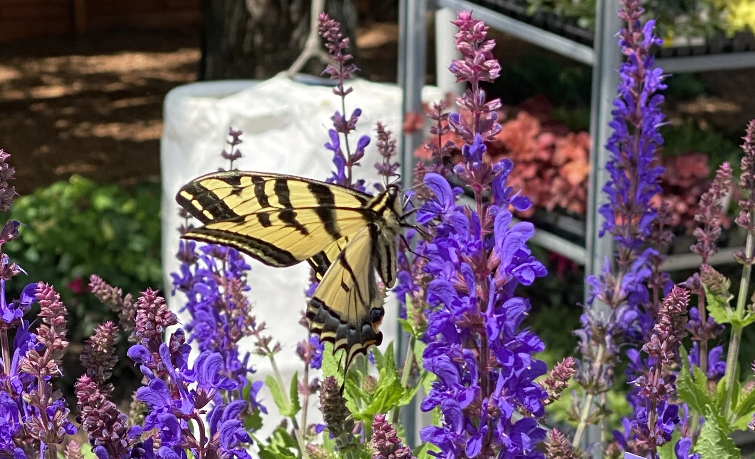 Salvia Dark Matter™