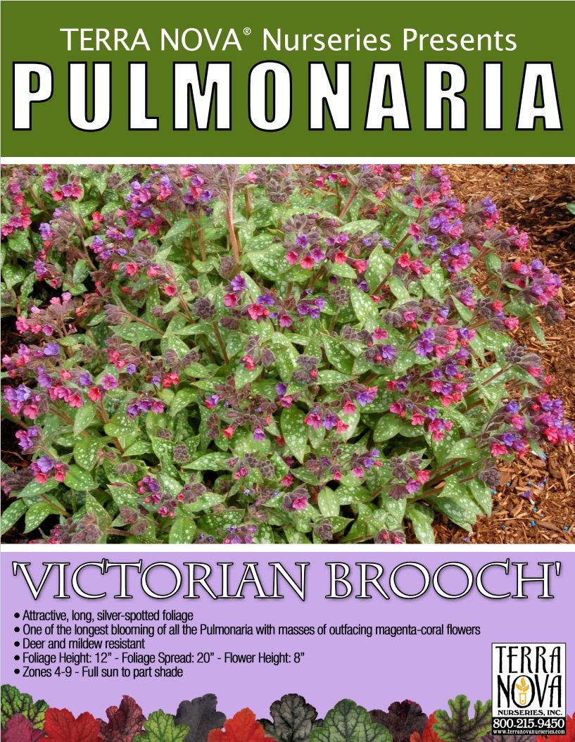 Pulmonaria Victorian Brooch