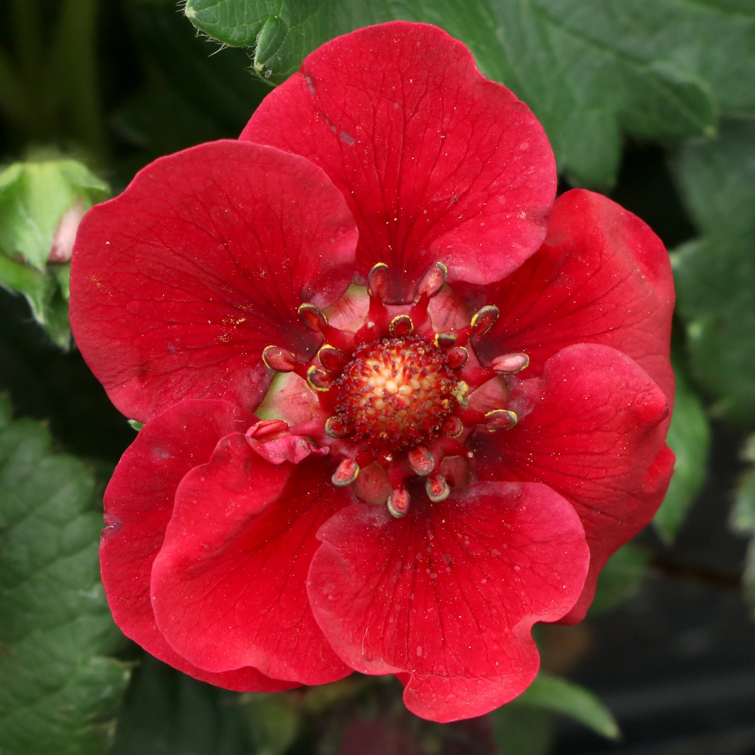 Fragaria-Pretty-Tasty-Ruby-2 2.jpg