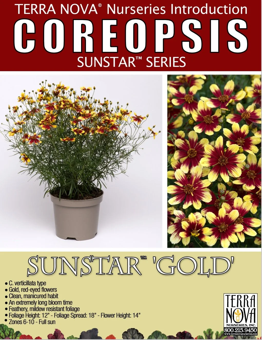 Coreopsis Sunstar™ Gold