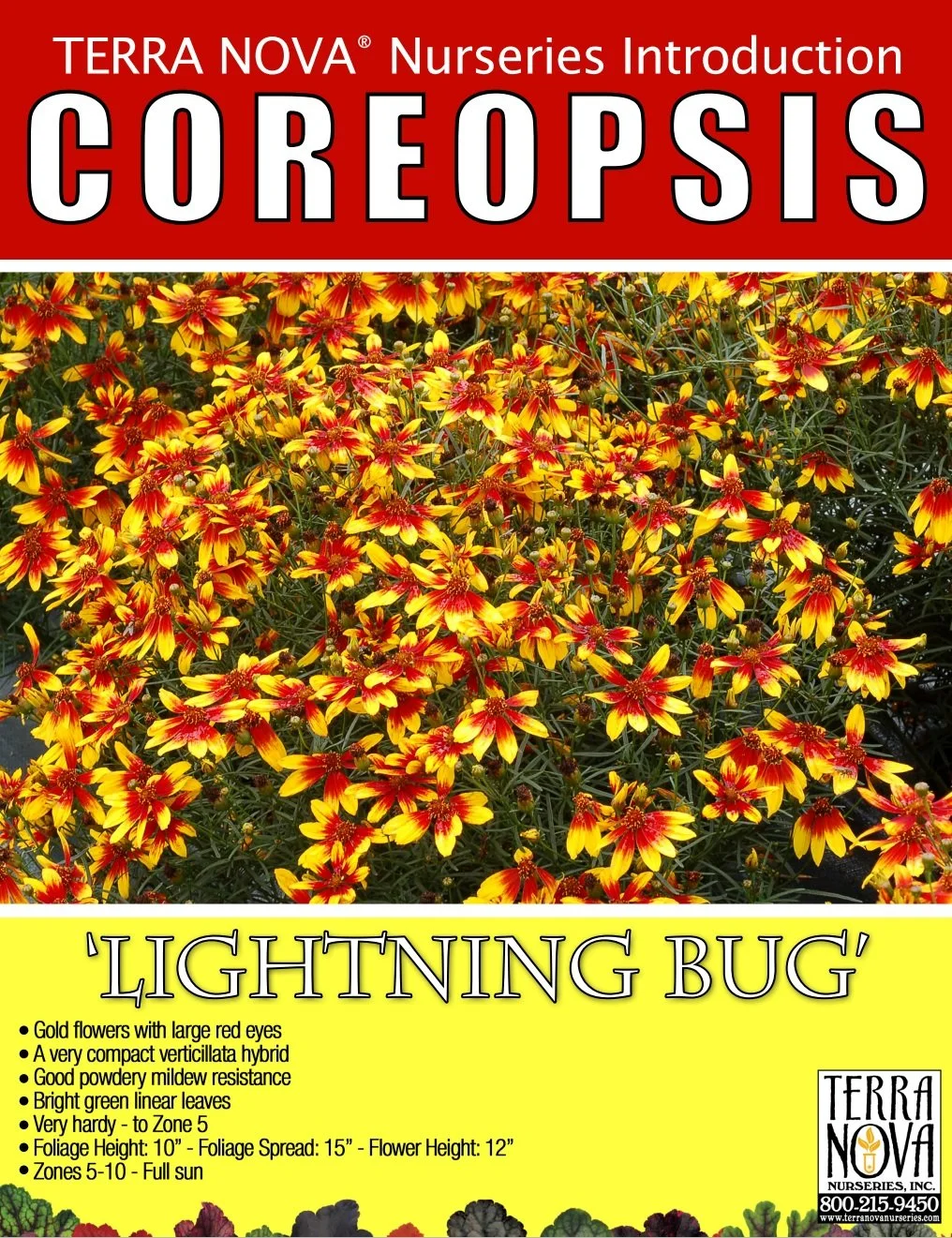 Coreopsis Lightning Bug