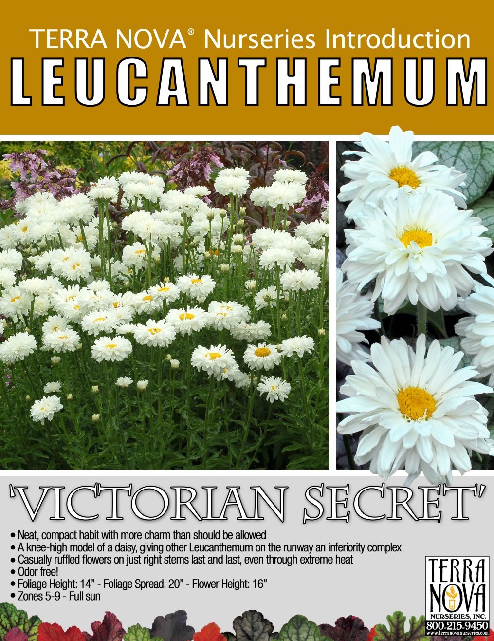 Leucanthemum Victorian Secret