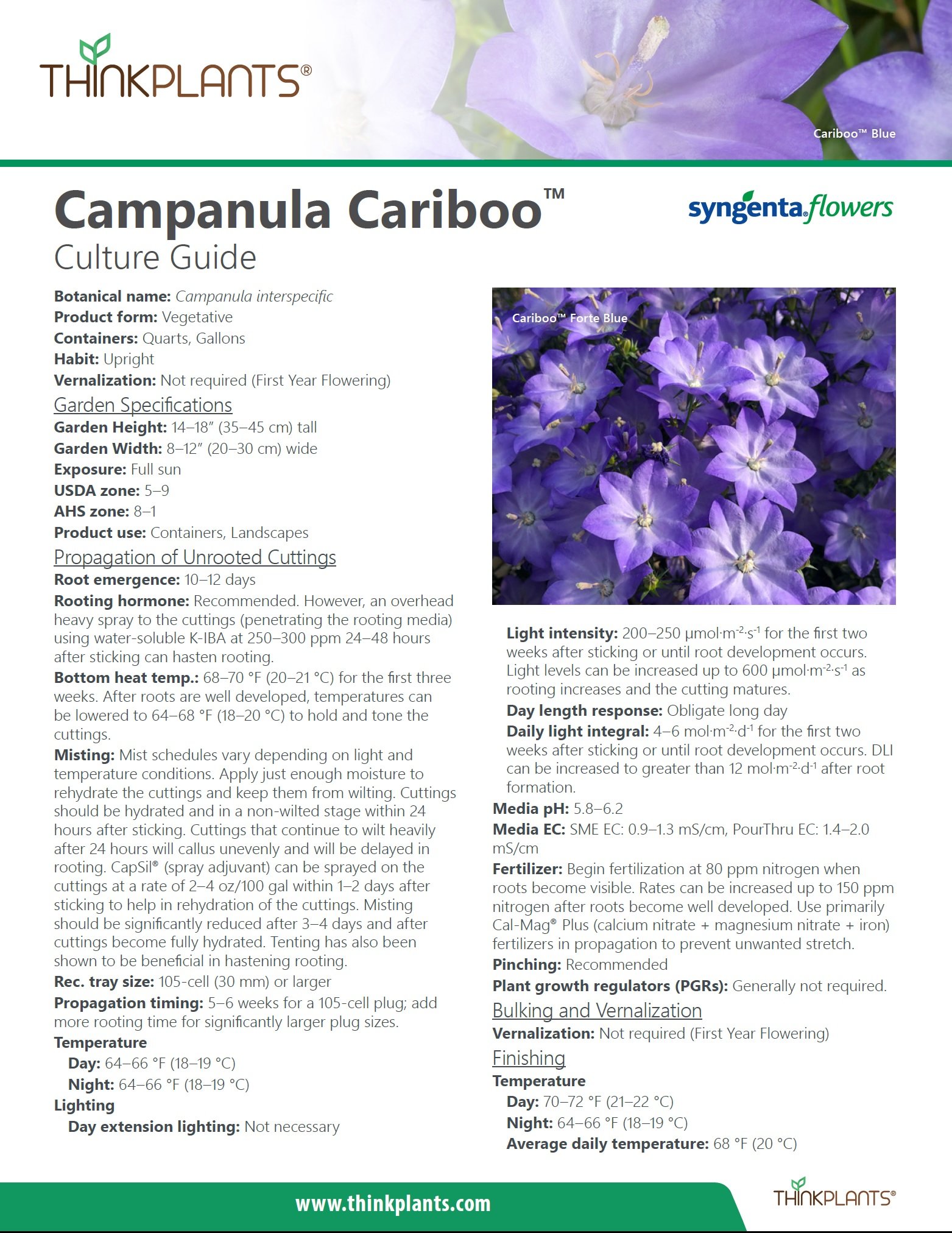Campanula Cariboo™