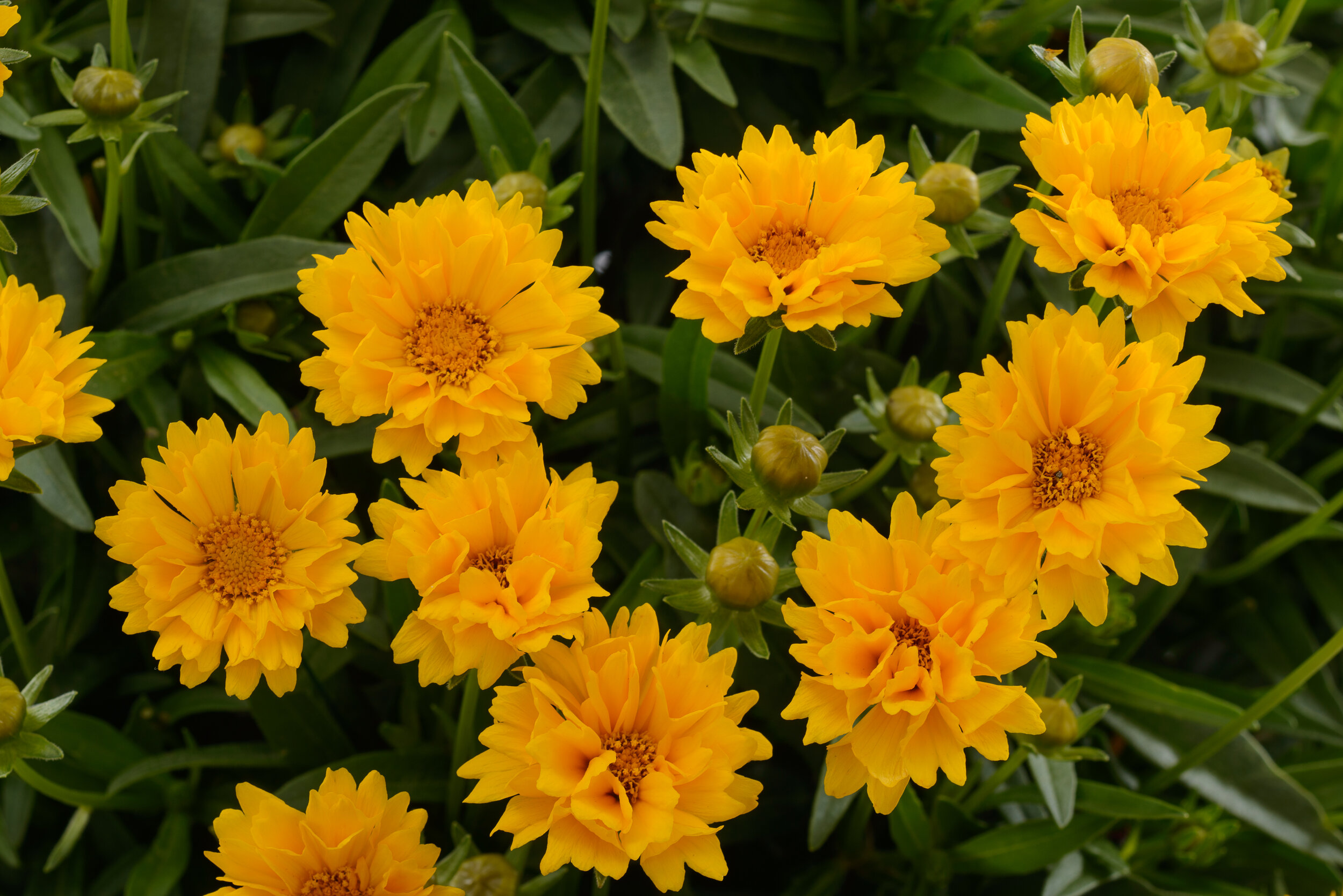 Coreopsis Solanna™ Series