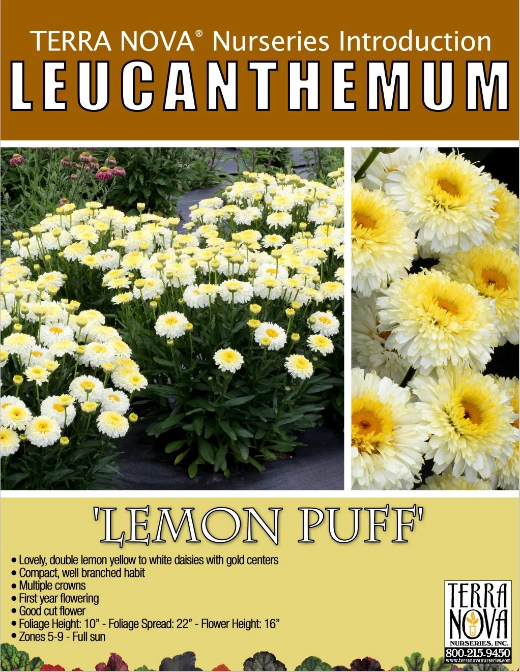 Leucanthemum Lemon Puff